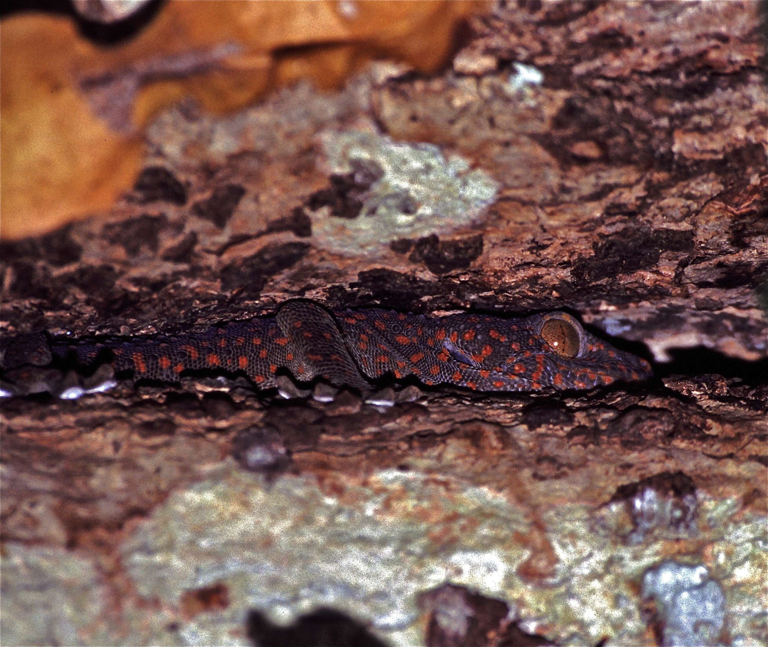 Sivun Gekko gecko (Linnaeus 1758) kuva