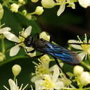 Image of Great Black Wasp