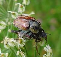 Image of Monkey Beetles