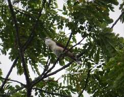 Image of White-headed Wren