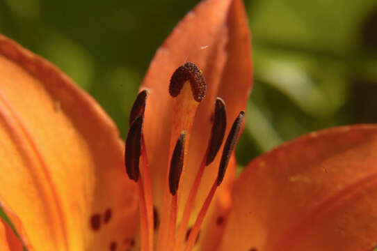 Image of wood lily