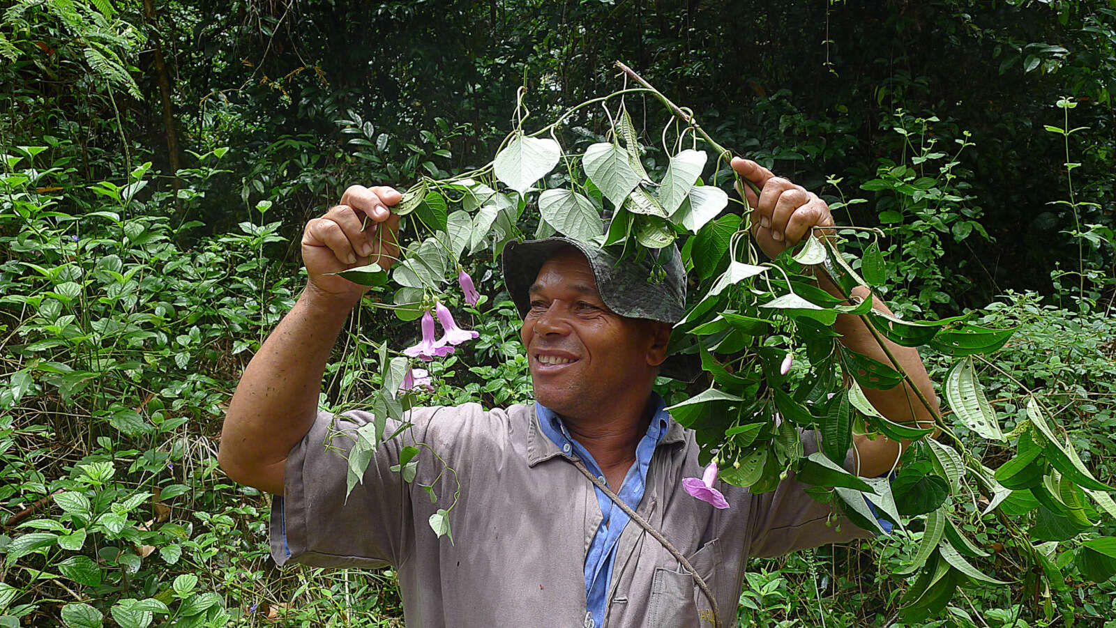 Image of Ipomoea batatoides Choisy