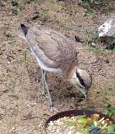 Image of Peruvian Thick-knee