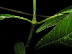 Plancia ëd Psychotria marginata Sw.