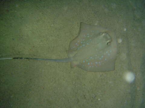 Image of Bluespotted Maskray