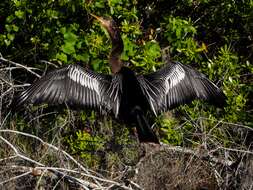 Image of anhingas and darters