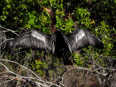 Image of Anhinga