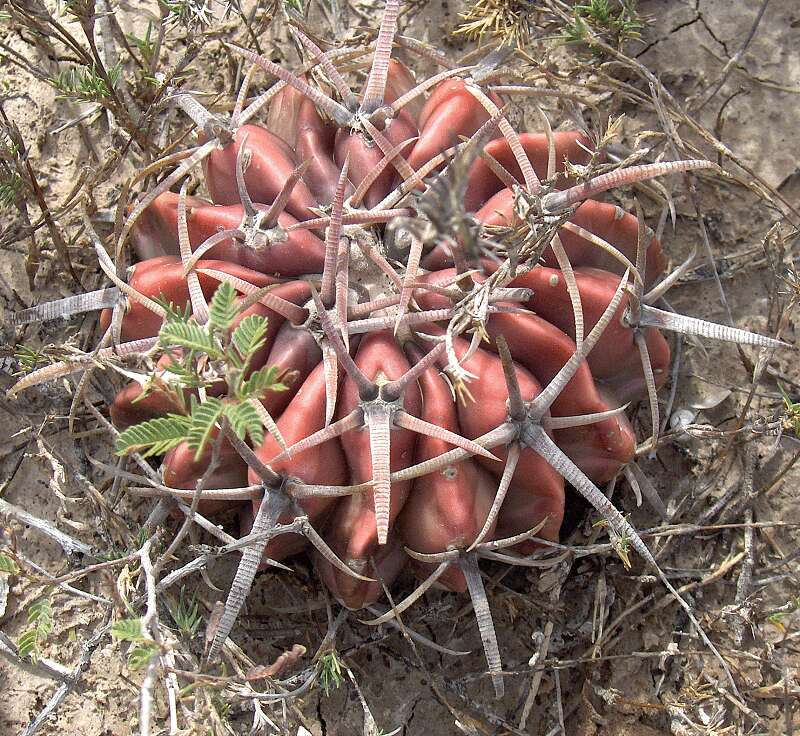 Image of echinocactus