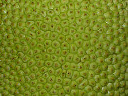 Image of breadfruit