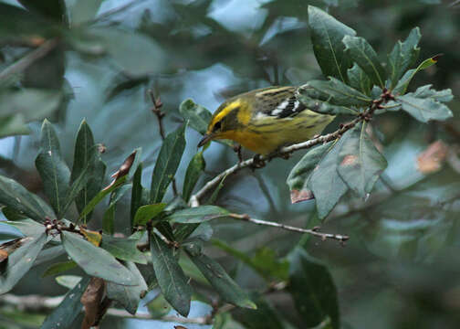 Image of Blackburnian Warbler