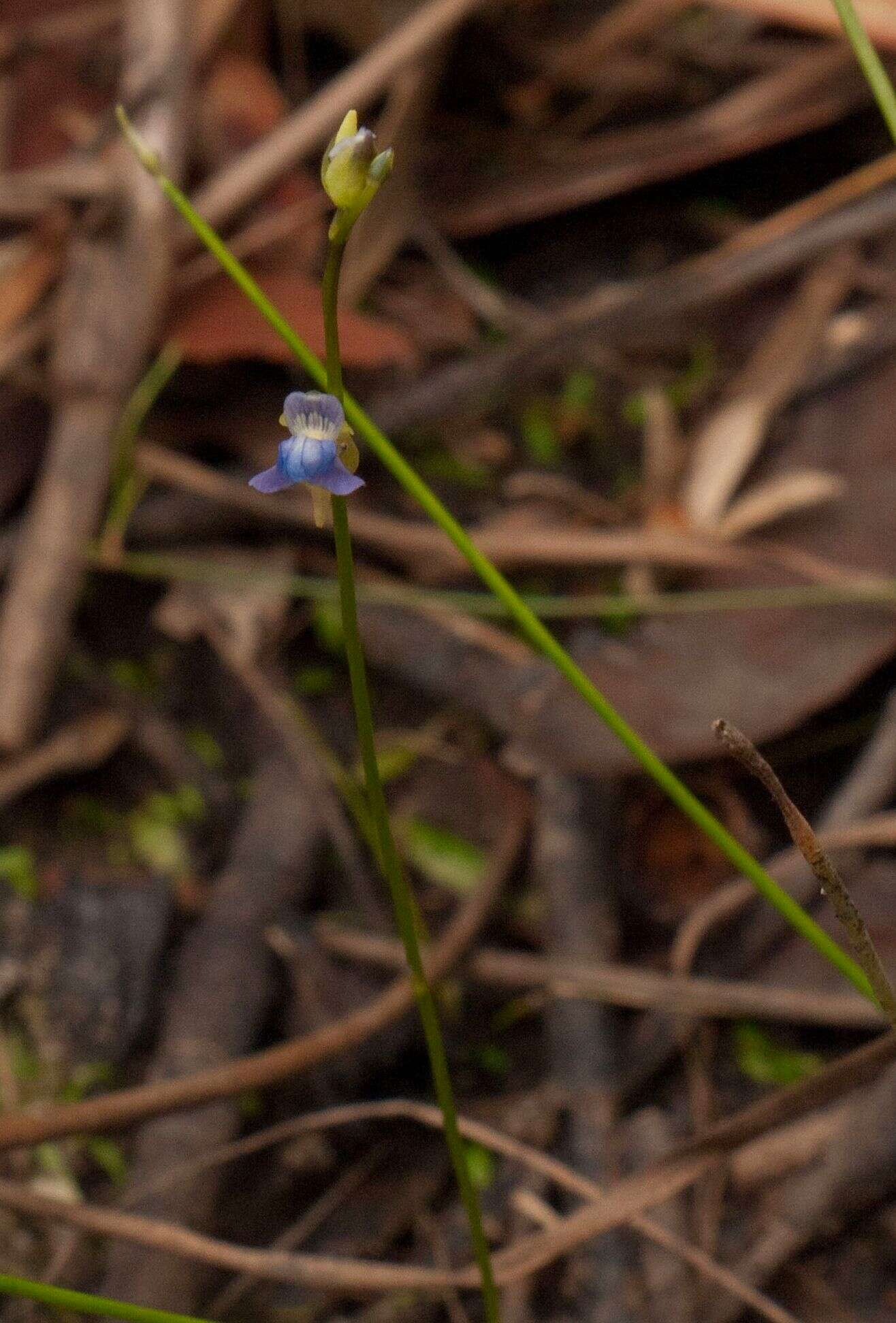 Plancia ëd Utricularia uliginosa Vahl