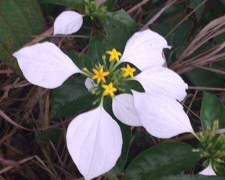 صورة Mussaenda pubescens Dryand.