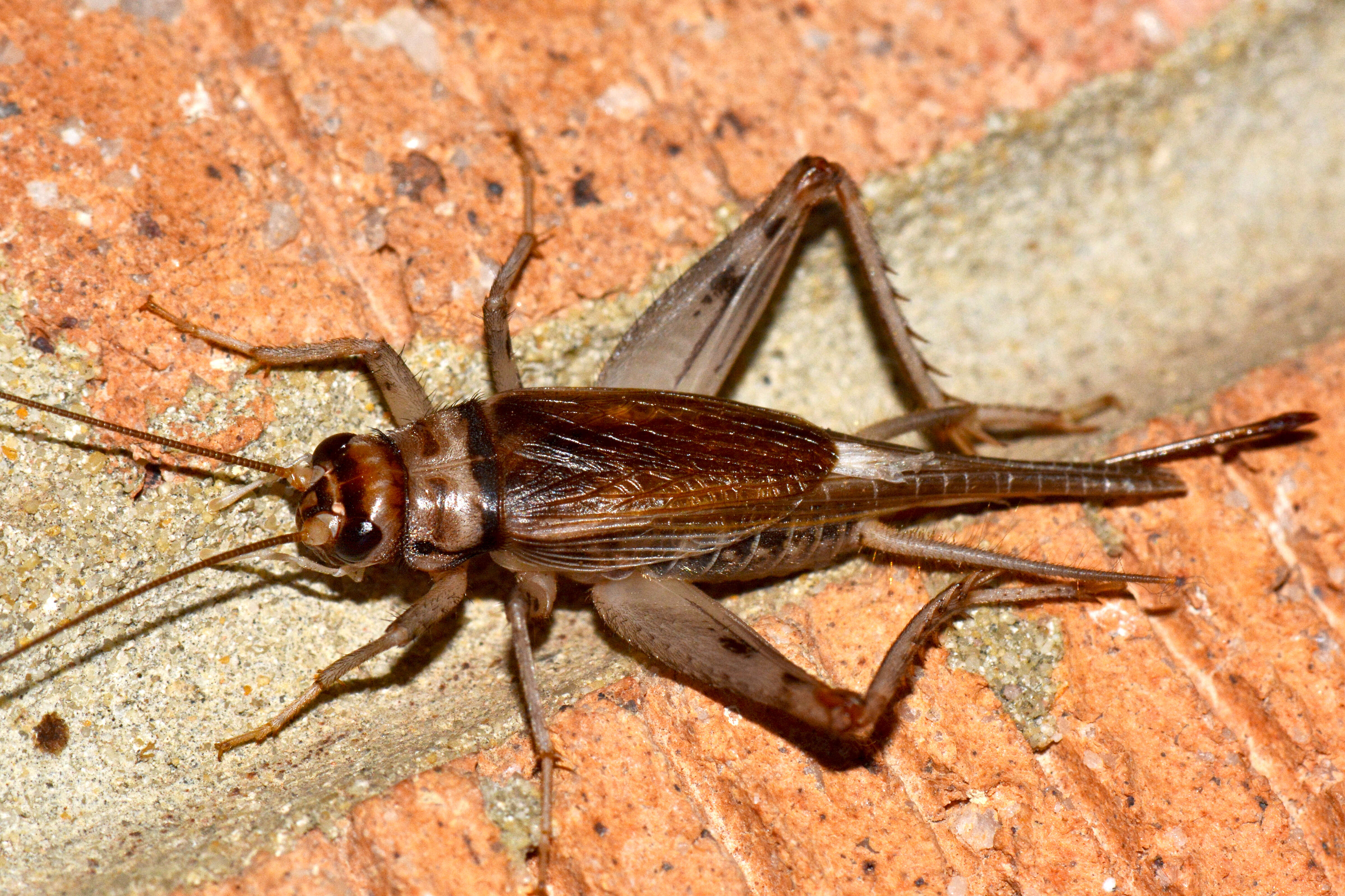 Image de Gryllodes sigillatus (Walker & F. 1869)