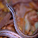 Image of Common Big-eyed Snake