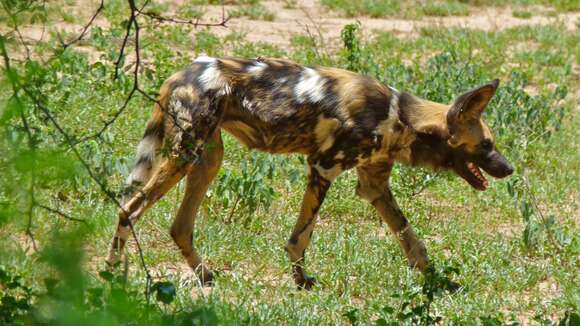 Image of African Hunting Dog