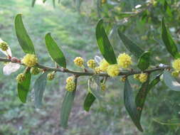 Image of Acacia rostriformis Maslin & D. J. Murphy