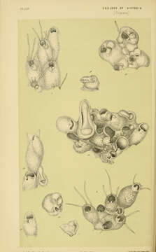 Image of Celleporidae Johnston 1838