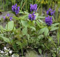 Image of selfheal