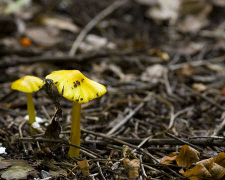 Image de Hygrocybe acutoconica (Clem.) Singer 1951