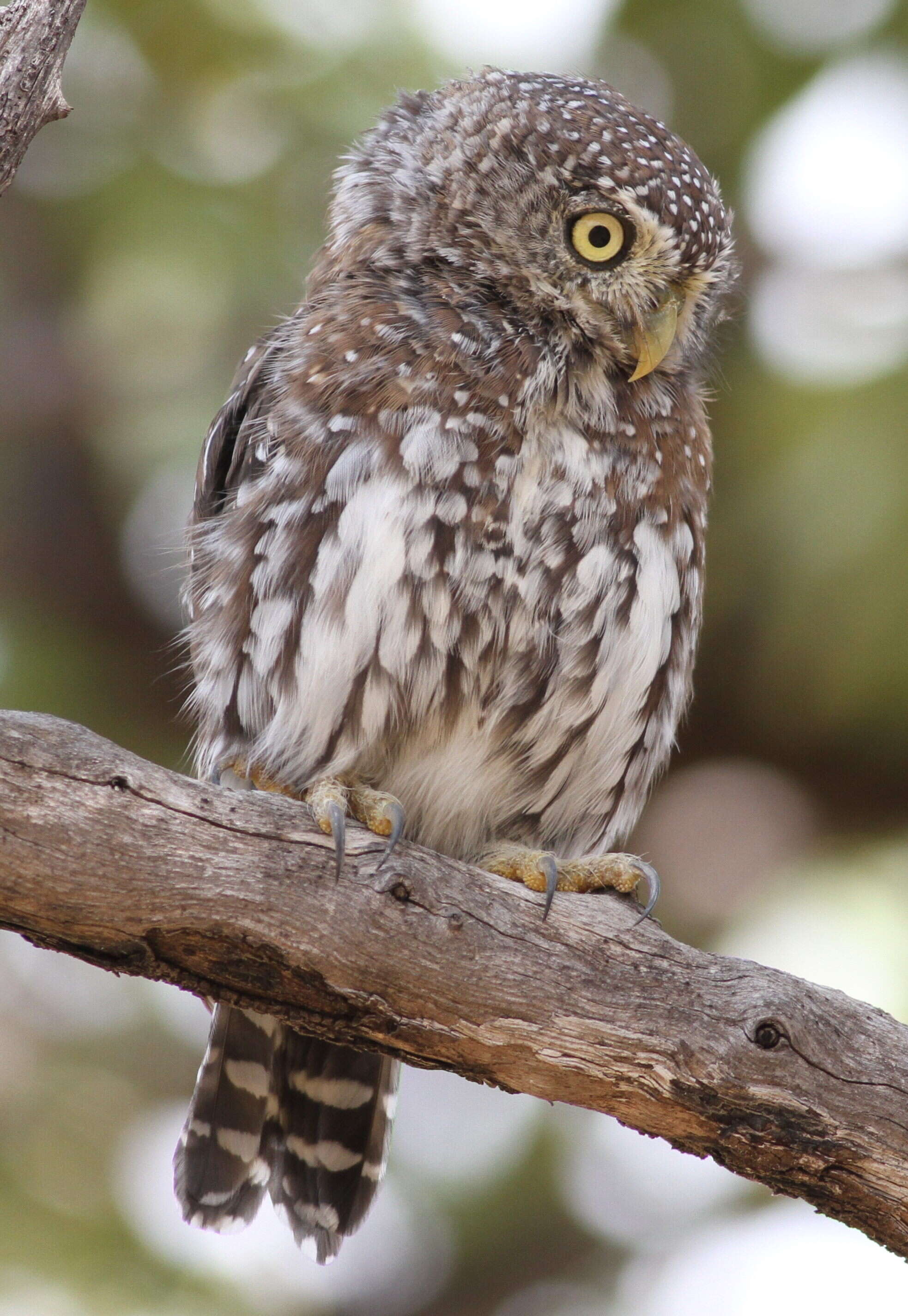 Image of Pearl-spotted Owlet