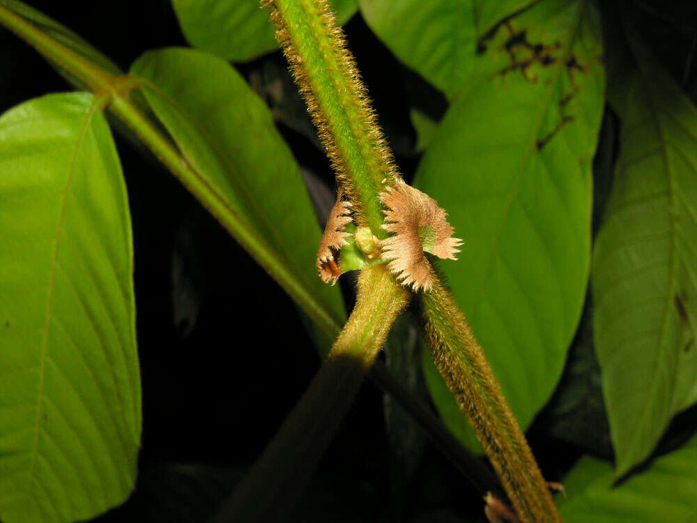 Image of Paullinia rugosa Benth. ex Radlk.