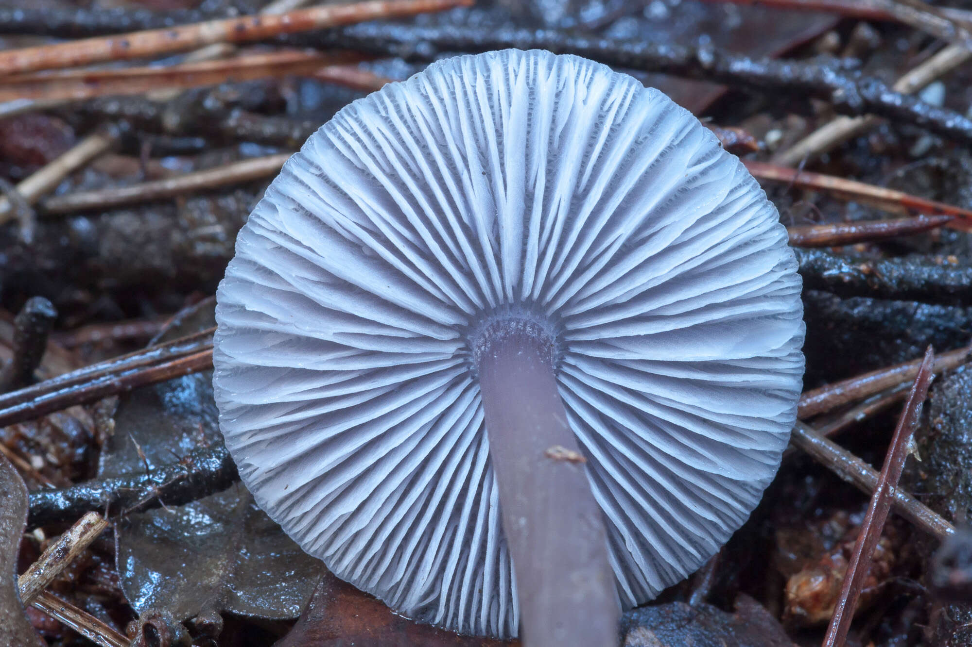 Image of Bonnet Mushroom