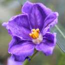 Image of Large Kangaroo Apple