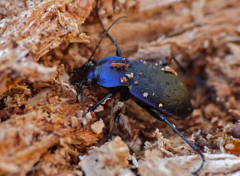 Image of true ground beetle genus