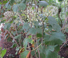 Image of Begonia sericoneura Liebm.