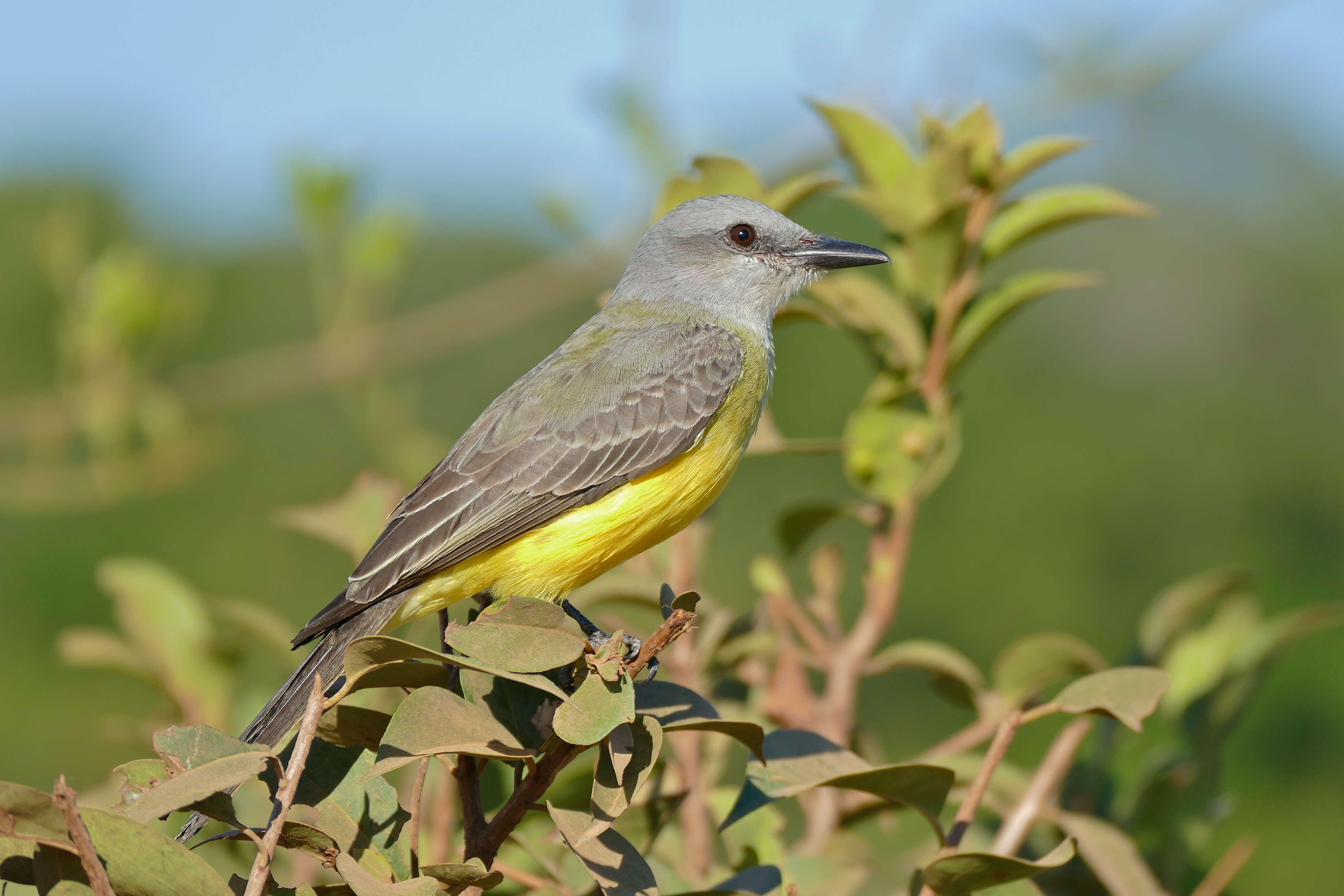 Image of Kingbird