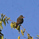 Image of Greater Pewee