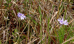 Image of blueflower butterwort