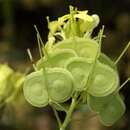 Image of Biscutella auriculata L.