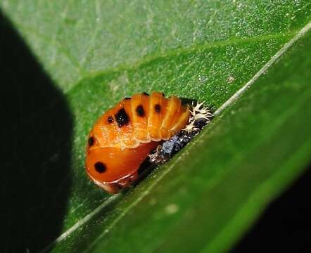 صورة Harmonia axyridis (Pallas 1773)