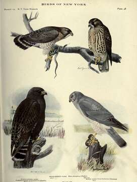 Image of Broad-winged Hawk