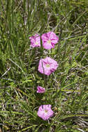 Image of Convolvulus angustissimus subsp. angustissimus