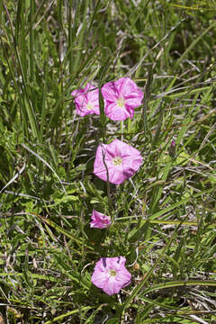 Слика од Convolvulus angustissimus subsp. angustissimus