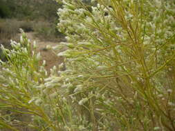 Image of Chilean romerillo