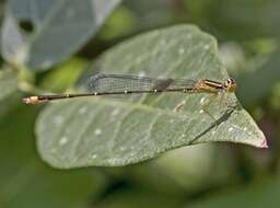 Image of bluet