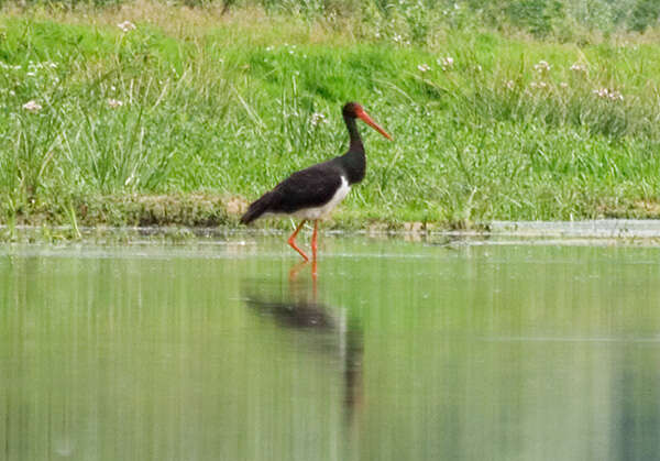 Image of Black Stork