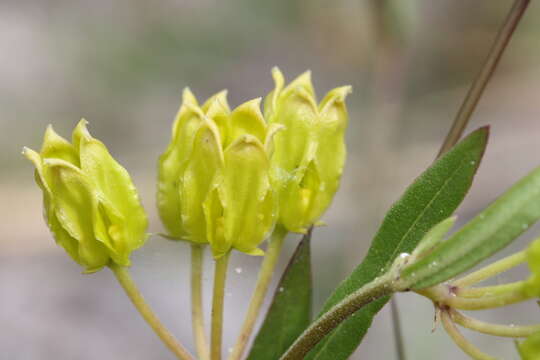 Image of Savannah Milkweed