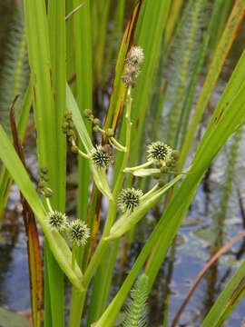 Image of Branched Bur-reed