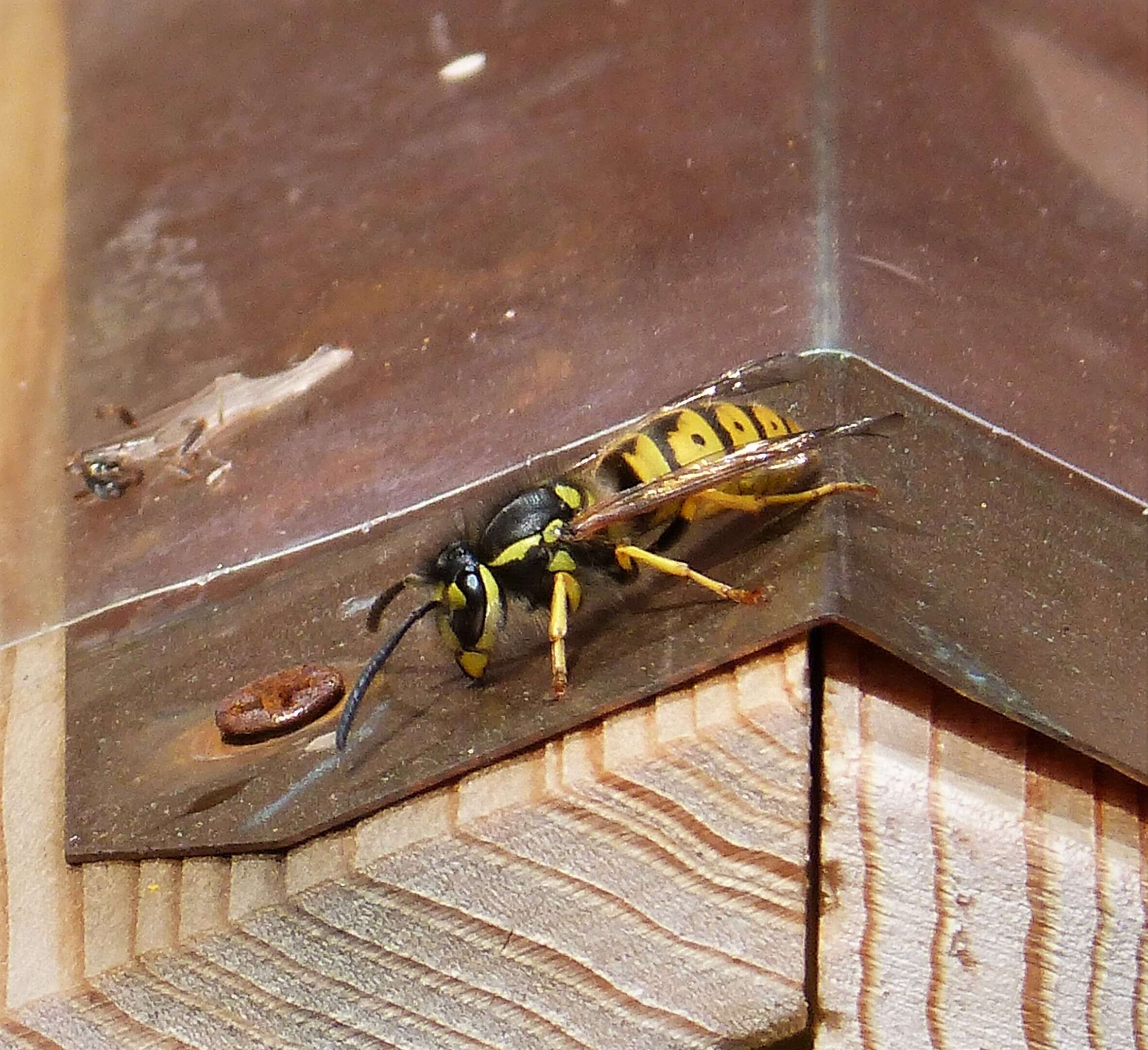 Image of Yellowjackets