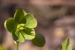 Image of Hellebore