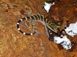 Image of Barking Gecko