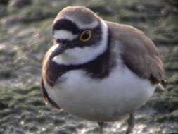 Image of Charadrius Linnaeus 1758