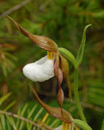 Imagem de Cypripedium montanum Douglas ex Lindl.