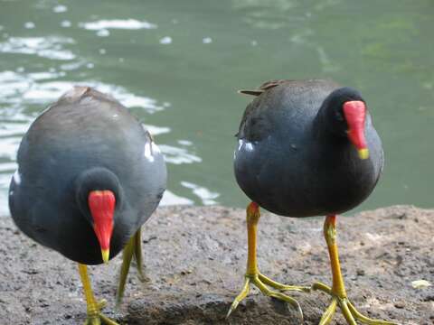 Image of Common Moorhen