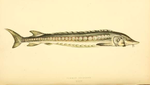 Image of Atlantic Sturgeon