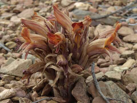 Image of flat-top broomrape